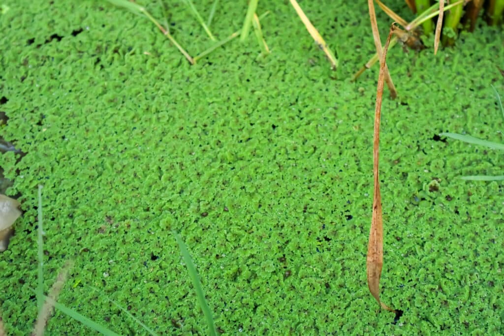 bio-remediation
